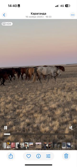 Құлындайтын сауын биелер сатылады