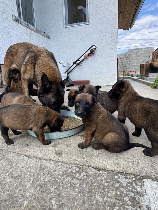 Белгийска овчарка Малиноа