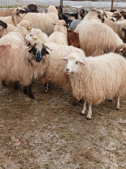 Vand 33 de oi depuse de fatare