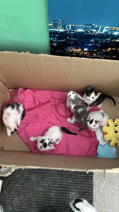 Котенок-счастье в семье