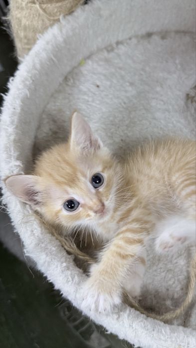Котенок в добрые руки