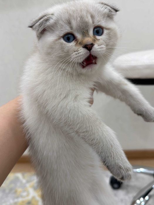 Шиншила+фолд shinshila+fold