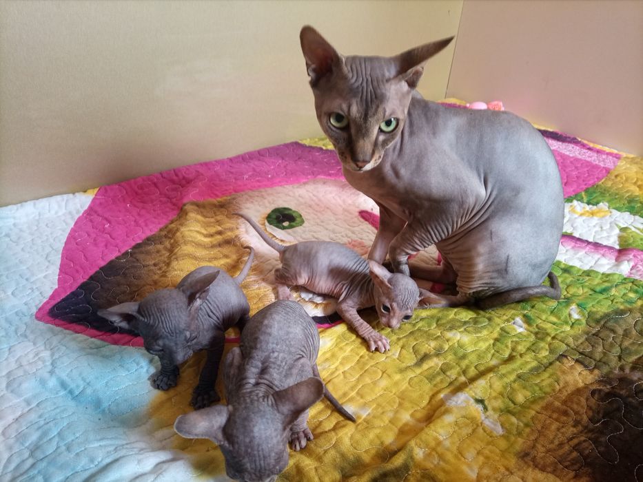 Вязка канадский сфинкс