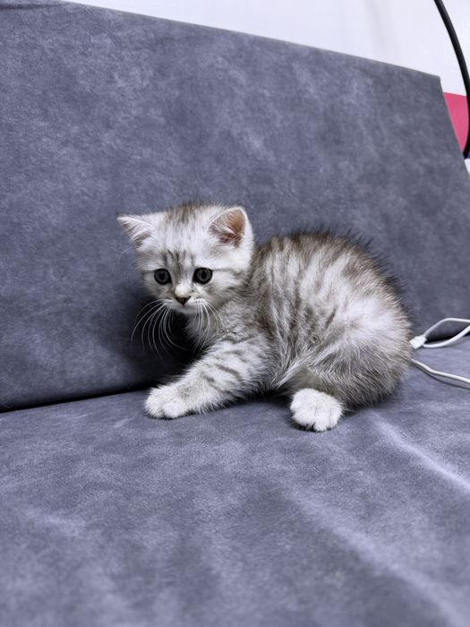 Скотч спрайт мальчик 2 месяц
