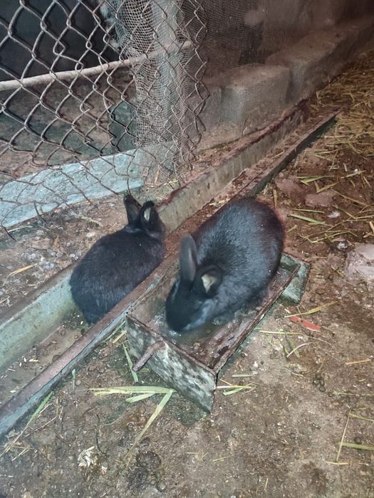 Продам кроликов.