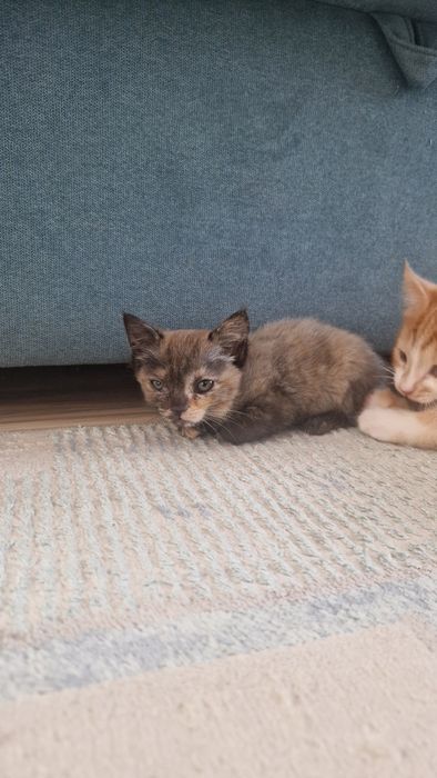 Отдам котят бесплатно