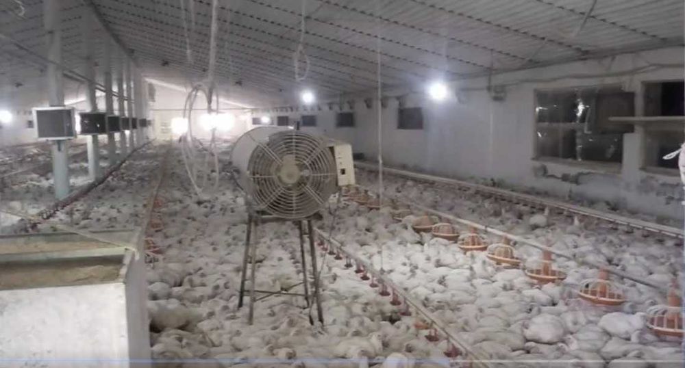 Продаются 2 фермы в Юкори-Чирчикском районе 2,2 га и 1,02 га