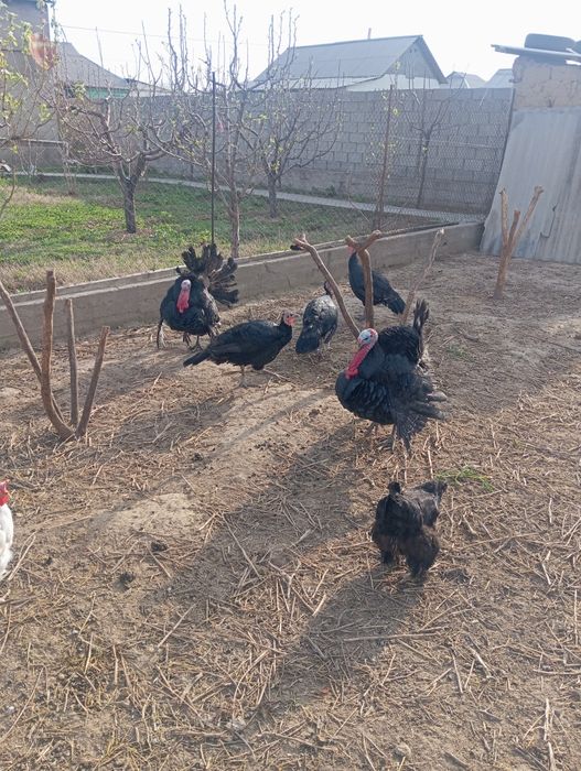 Индюк курке кораз