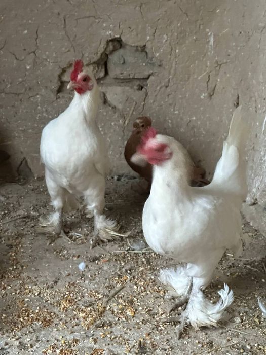 Tovuq yaponcha tuxum quyadi