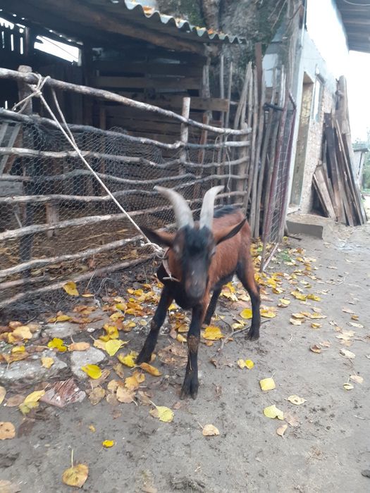 Vand țap alpin francez