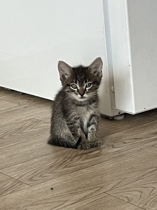 Отдам котят в доброе руки