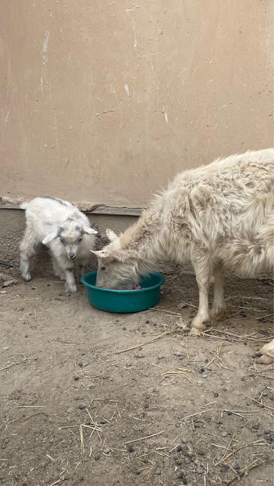 Орыс Ешки лагымен сатылады!