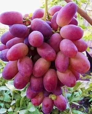 Ризамат Аватар – элитные саженцы с огромными гроздями!