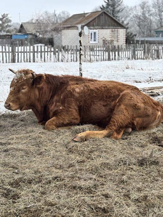Продам быка, 2 года