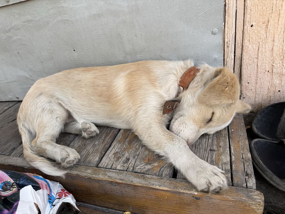 Отдам щенка, 6 месяцев.