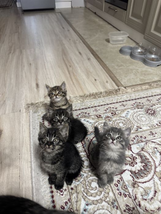 Котята 3 девочки)