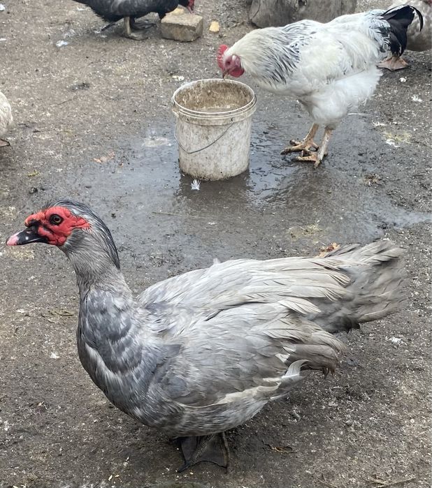 Селезни индоутки лаванда