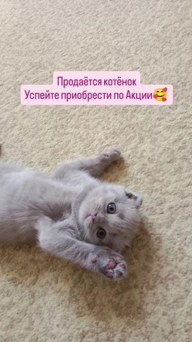 Шотландские чисто кровные котята
