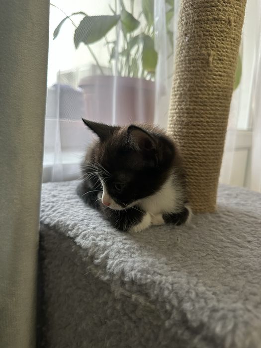 Отдам котят в хорошие руки