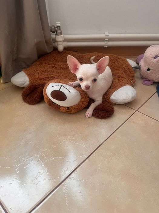 Catelusa Chiuhuahua