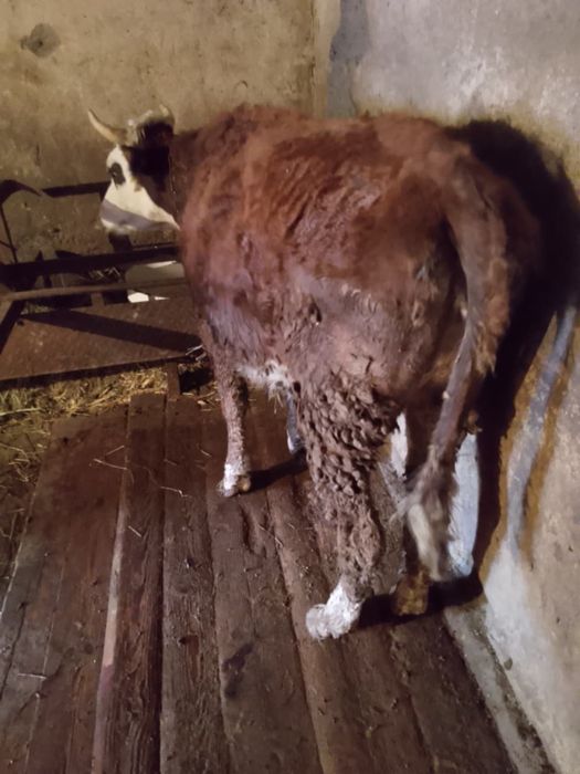 Продам тёлку 2 года