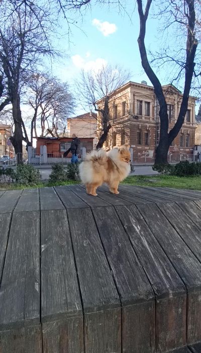 Чистокръвен Померан