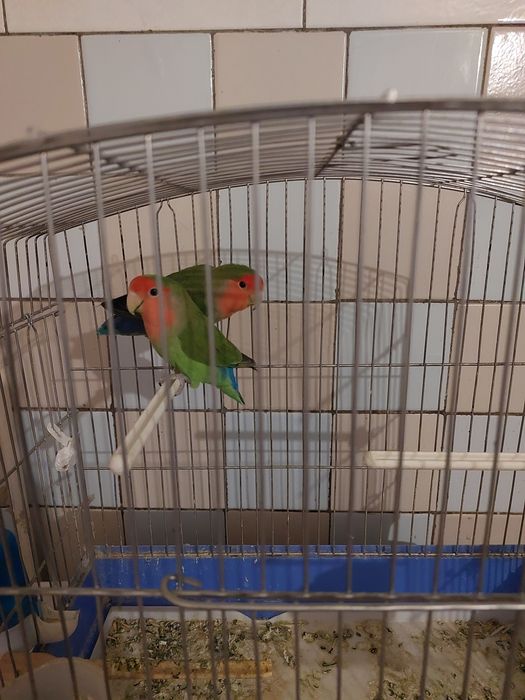 Продам парочку,  неразлучники с клеткой в месте