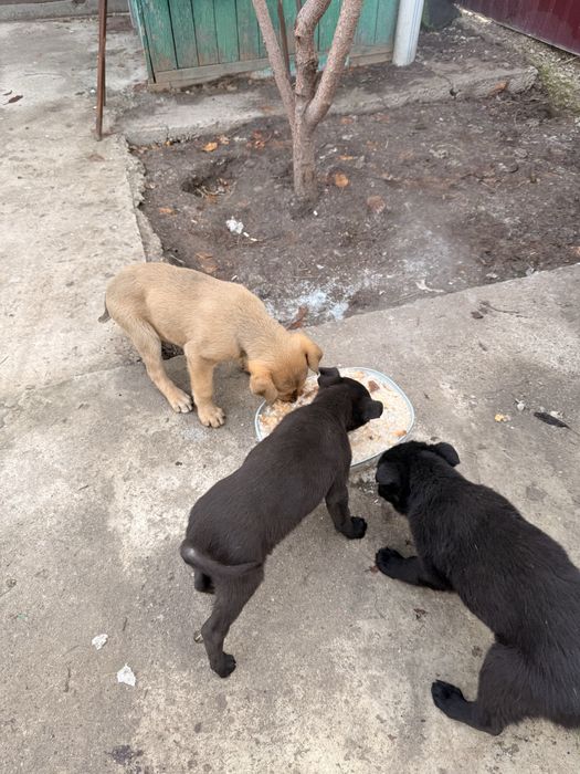 Отдам щенков 2 мальчкиа 1 девояка