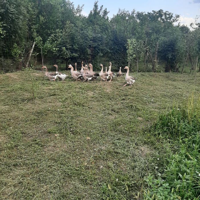 Vînd gîste de gradina sau casa tuluz și americane