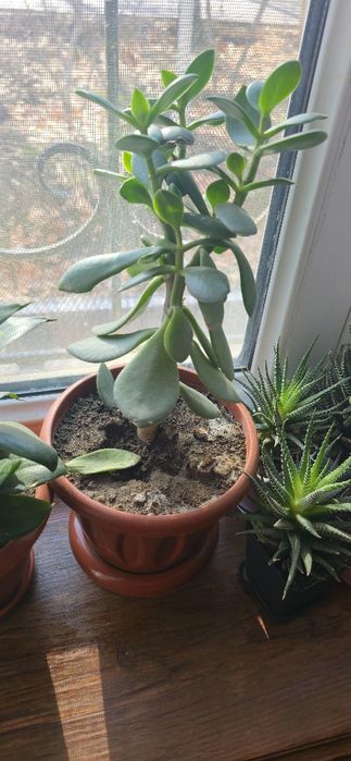 Продаются комнатные растения