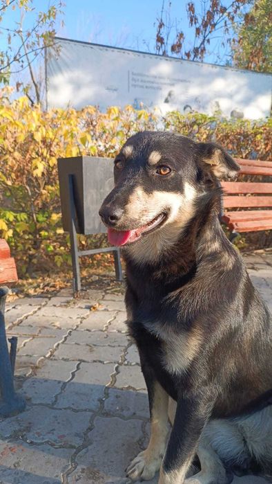 собака бесплатно