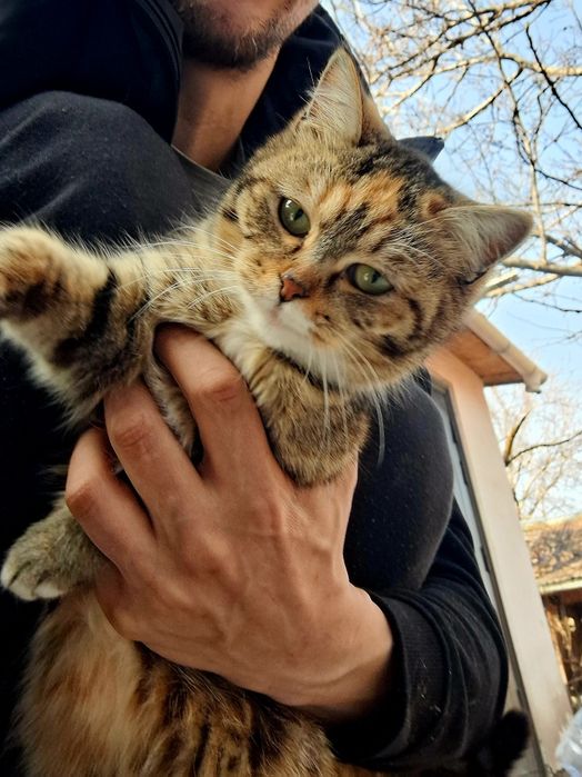 Кошка 8 месяцев отдам