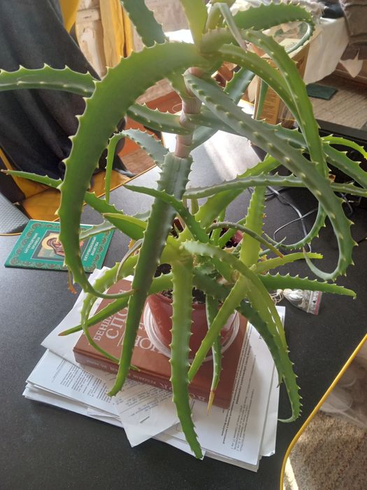 Алоэ лечебное 3 года