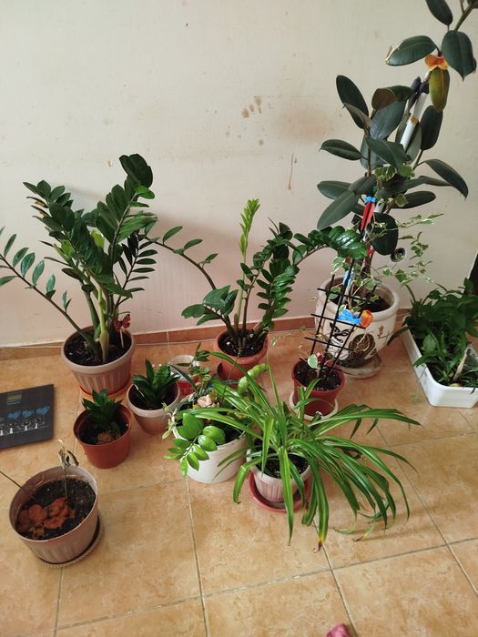 Продам домашние цветы