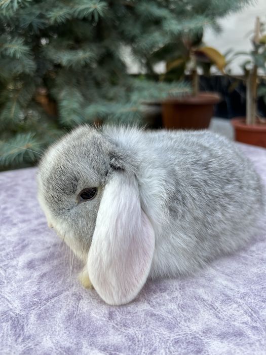 карликовые кролики