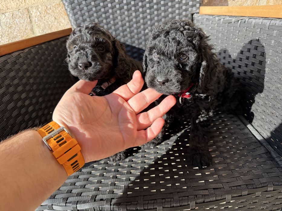 Мини пудели Актуално от 22.12.2025