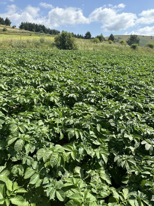 Семе за картоф Сорая/Карелиа/Агрия А клас