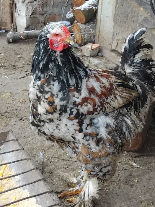 Vand pasari cocoși  brahma porțelan cochinchina  urias bobat