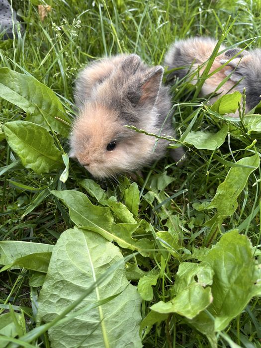 Iepurasi cu cap de leu