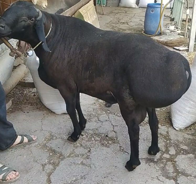 137- kg lik Qóchqor bor