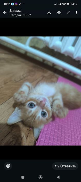 Домашние котятки
