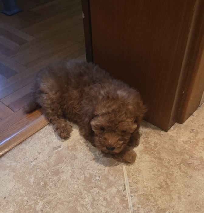 Пудел той пудел той