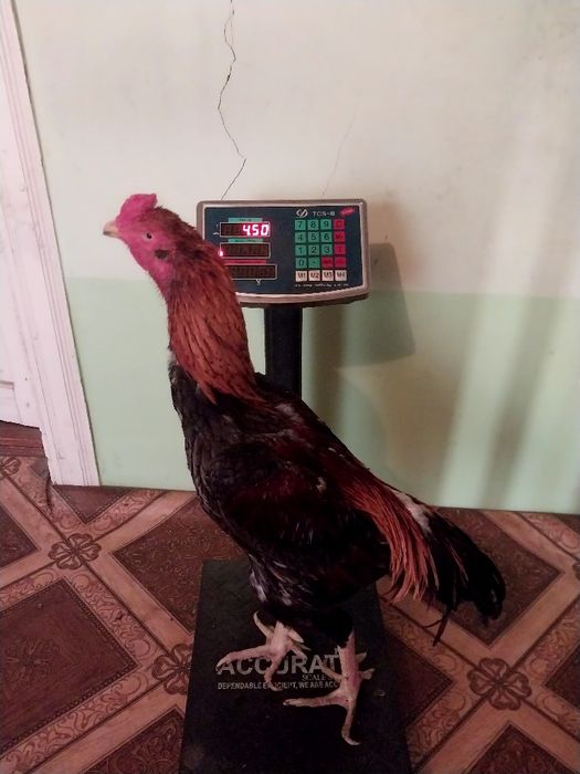 Xòroz satiladi qiziqanlar bòlsa