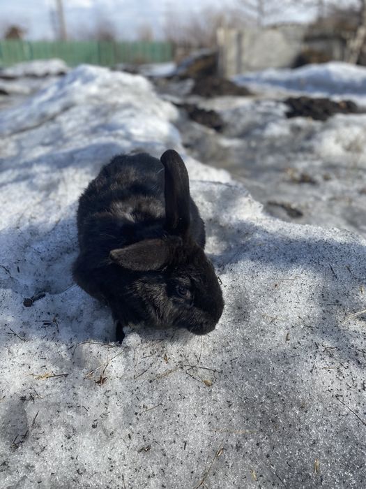 Кролик самка