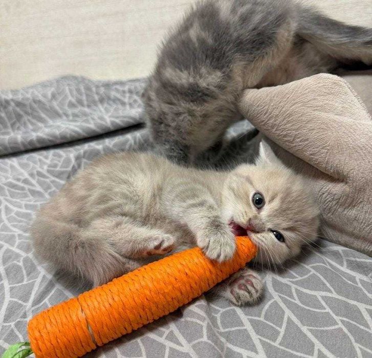 Британские котята