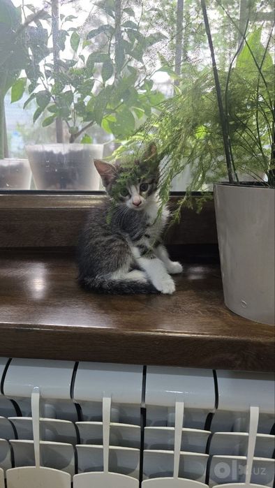 Отдам котят в хорошие руки