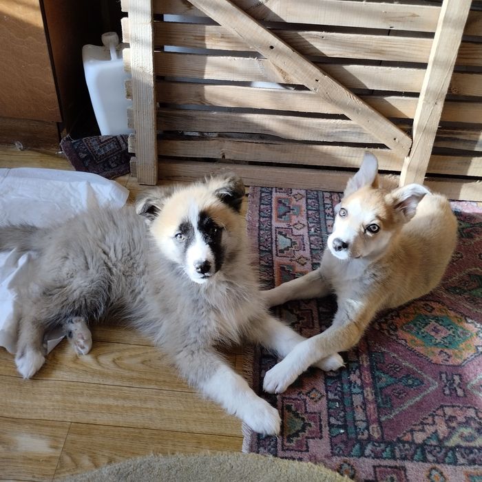 Отдам в добрые руки