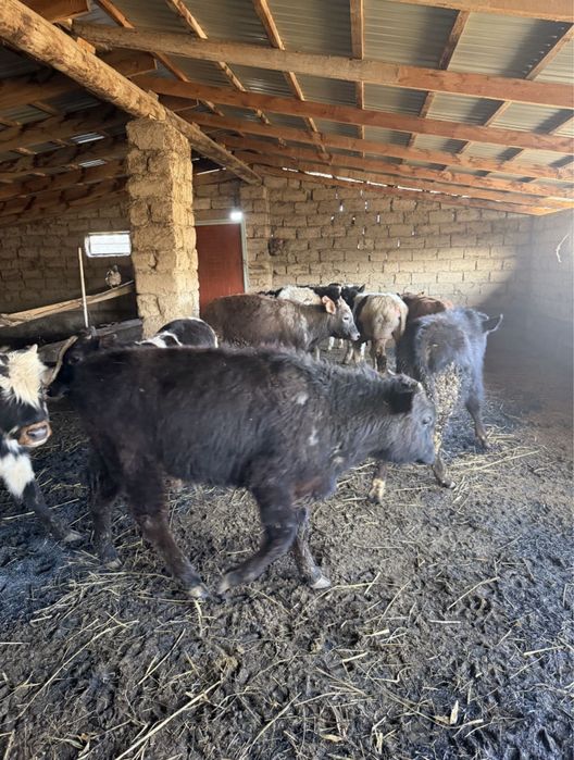 бұқа падсос 8 бас