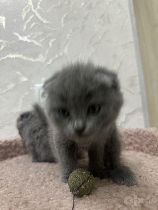 Кошка Мушик зотор