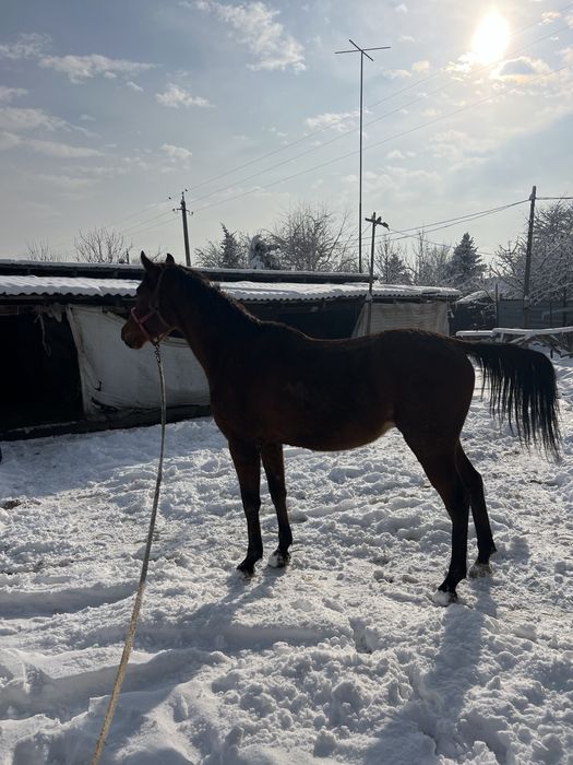 продам лошадь айгыр жеребец